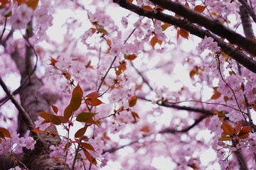 浜離宮庭園の春