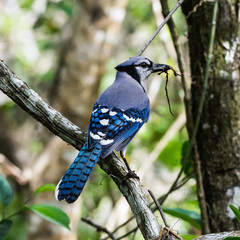 Everglades Blue Jay