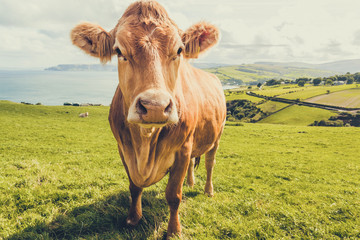 Funny Irish Cow