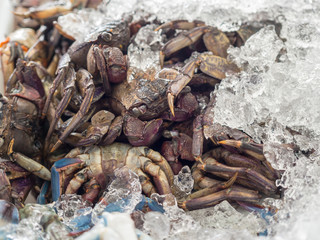 Fresh crabs frozen with ice sell in Thai fresh market.