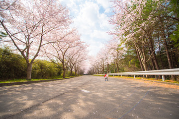 ・桜・桜並木・道路