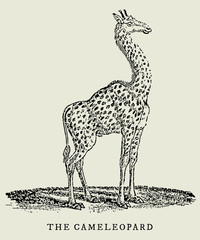 the cameleopard giraffe in profile view (after a vintage woodcut, illustration, engraving from the 18th century)