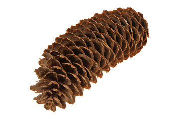 Spruce cone on a white background