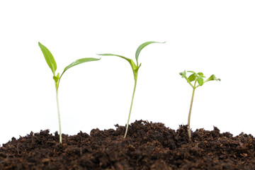 Young paprika and tomato plants in the soil, isolated on white
