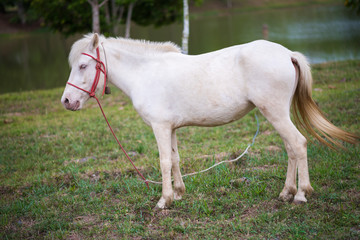 Obraz na płótnie Canvas White horse in the farm