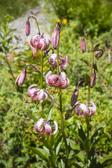 Beautiful Lilium Martagon, Austria