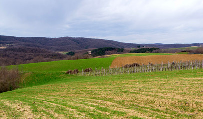 Fototapeta na wymiar Vineyard surrounded by agricultural fields