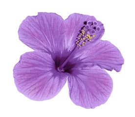Violet-pink flower of a Hibiscus on an isolated white background with clipping path. Closeup. No...