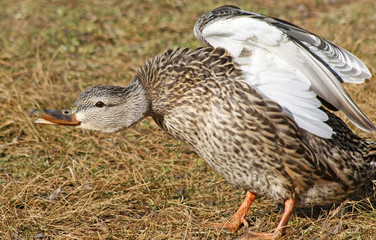 Mallard duck female having a good stretch
