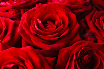 Dark red roses , close up view