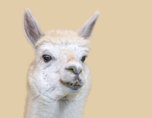 Obraz premium Alpaca portrait