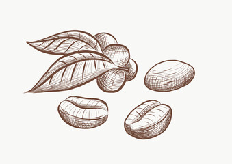Coffee beans, hand drawn, illustration