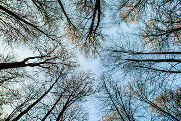 crown of tree with blue sky