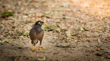 The Common myna.