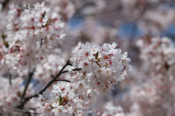 桜