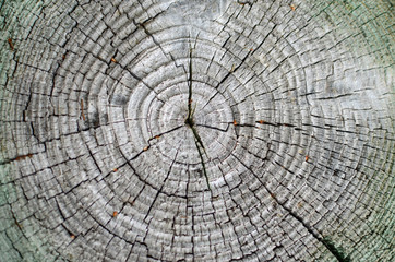 rings inside a tree trunk