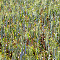 Obraz premium green corn field