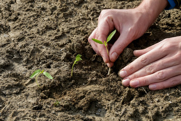 Planting young paprika plant in the garden