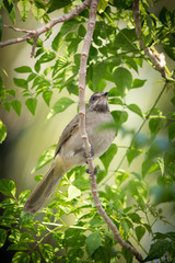 Streak-eared Bulbul
