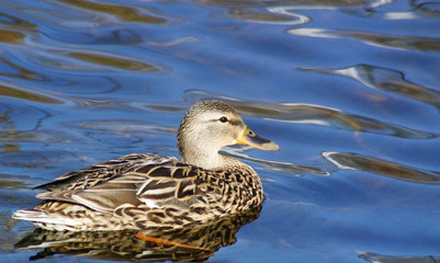 Mallard duck female swimming on calm blue waters
