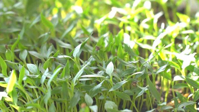 Young green seedling sprouts, and seedlings in the sunlight.