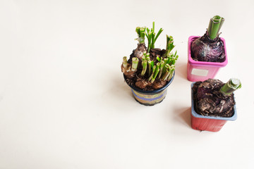 Bulbs of hyacinths and daffodils in plastic pots. Candid, copy space.