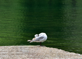 Black-headed gull cleans feathers