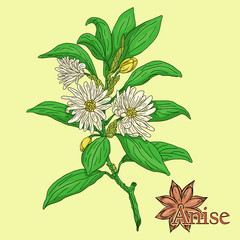 Anise. Illustration of a plant in a vector with spice for use in the cooking of medicinal herbal tea.