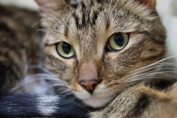 Portrait of a short-haired domestic cat