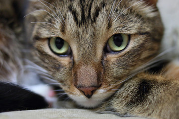 Portrait of a short-haired domestic cat