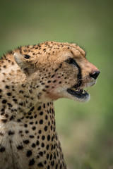 Close-up of cheetah with blood-stained mouth open