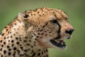 Close-up of cheetah sitting with mouth open