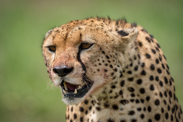 Fototapeta premium Close-up of cheetah sitting with blood-stained mouth