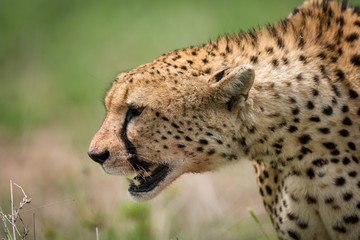 Close-up of cheetah walking with bloodied mouth