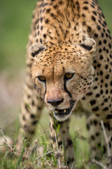 Close-up of cheetah standing with head down