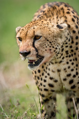 Naklejka na ściany i meble Close-up of cheetah walking with bloodied face