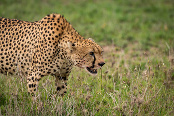 Close-up of cheetah standing with head lowered