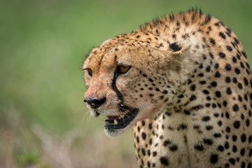 Close-up of cheetah sitting with bloodied mouth