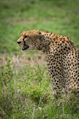 Close-up of cheetah sitting staring over grassland