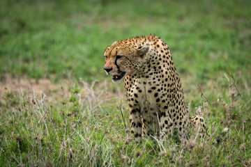 Naklejka na ściany i meble Close-up of cheetah sitting on lush grassland