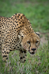 Close-up of cheetah lowering head on grassland