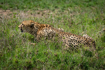 Close-up of cheetah lying on grassy meadow