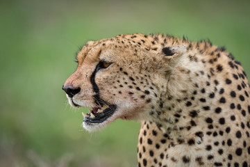 Naklejka na ściany i meble Close-up of cheetah head surrounded by flies