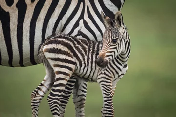 Rolgordijnen Close-up van baby vlaktes zebra naast moeder © Nick Dale