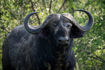 Close-up of Cape buffalo looking towards camera