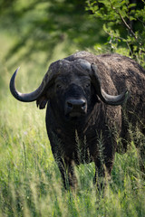 Close-up of Cape buffalo staring towards camera