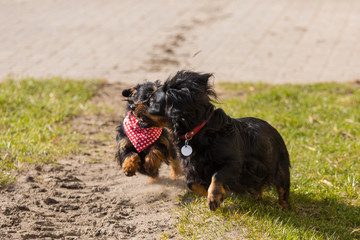 zwei Dackel beim spielen