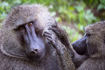 Female olive baboon grooms male in close-up