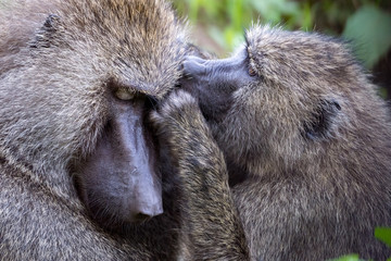 Female olive baboon grooming another in close-up