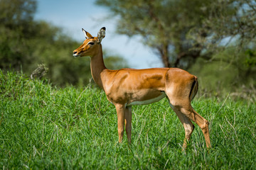 Naklejka na ściany i meble Female impala with head turned in grass